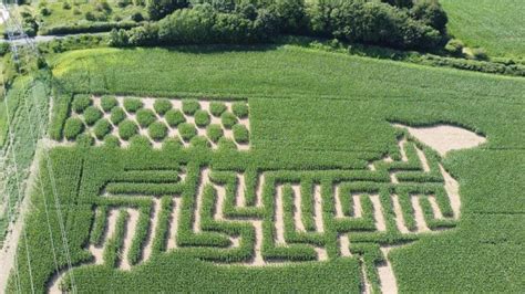 Coombes Amazing Maize Maze Coombes Farm
