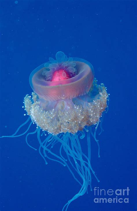 Crown Jellyfish Photograph By Novastock