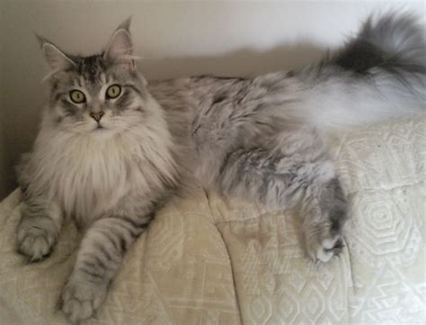 Cat Breeds With Fluffy Tails Pictures Of Bushy Tailed Cats