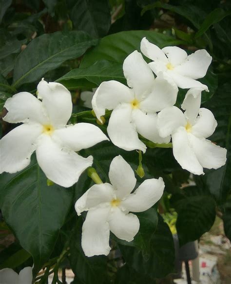 Pinwheel Crepe Crape False Jasmine Live Plant Shrub Tabernaemontana