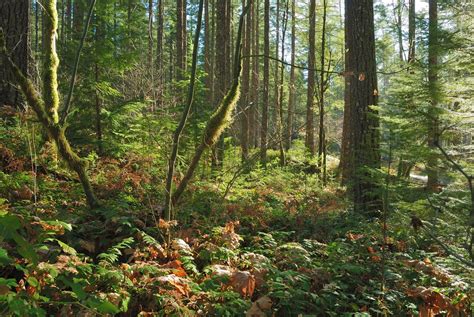 November Forest Ford Pinchot National Forest Washington Flickr