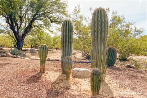 Transplanting Saguaro Cactus