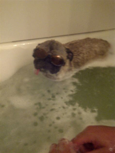 My Pug Getting A Bath With His Doggles Dog Love Pugs And Peggy