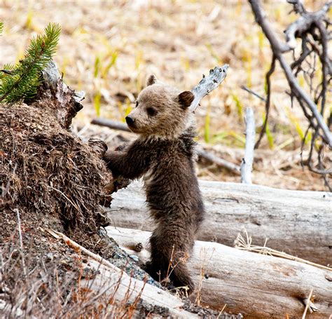 Baby Grizzly Photograph By Kendall Hankins