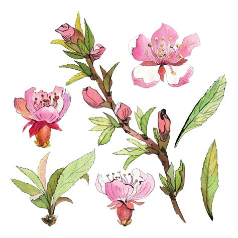 Pink Spring Flowers Watercolor Almond Branch With Flower Sakura