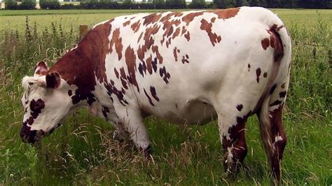 Are Normande Cattle Polled Or Horned? - Learn Natural Farming