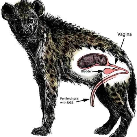 Drawing Of A Pregnant Female Spotted Hyena With A Fetus In A Uterine Download Scientific
