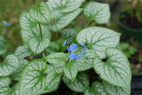 Brunnera Jack Frost