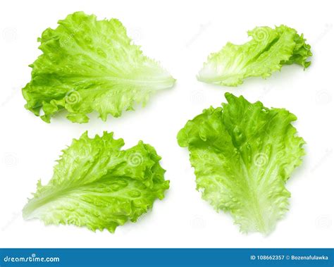 Lettuce Salad Leaves Isolated On White Background Stock Image Image