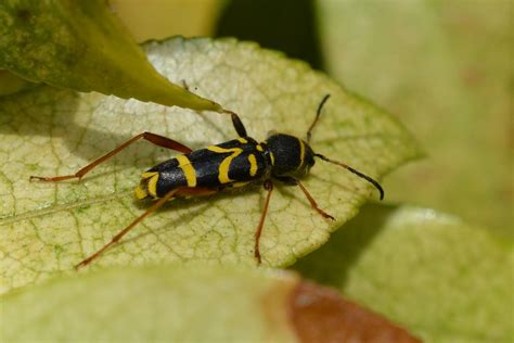 Wasp Beetle Lovely To Find This Beauty On The Pieris This Flickr