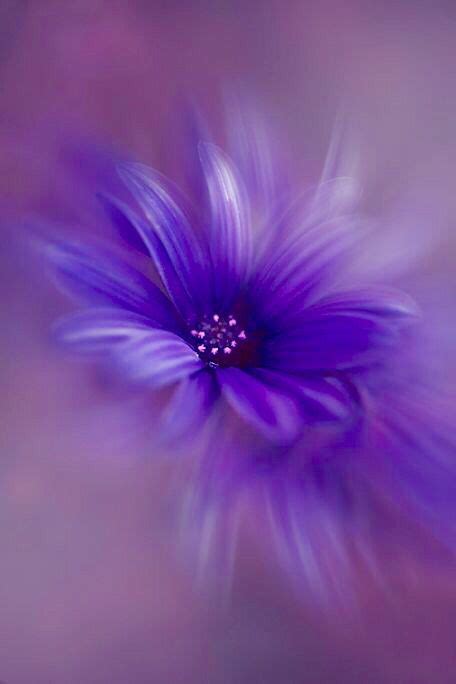 Pin By Lola K Deaton On Plum Pretty Purples Purple Flowers All