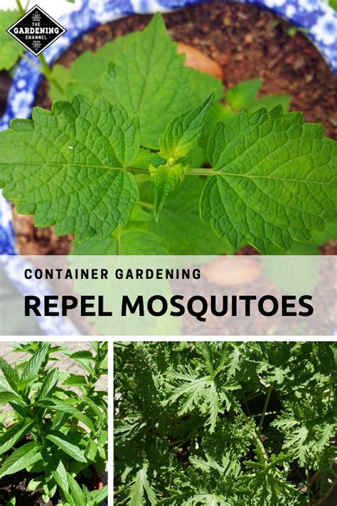 How To Repel Mosquitoes With Container Plants Gardening Channel