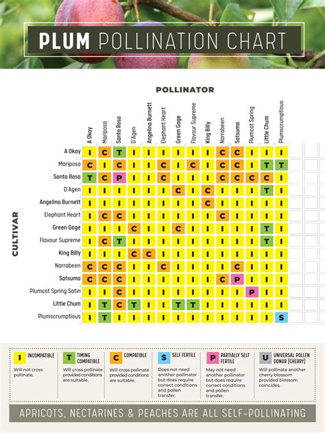 Au Rosa Plum Pollination Chart