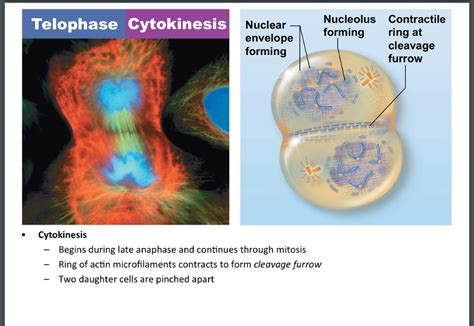 Which of the following statements are true of cytokinesis in plant cells? USC NURS 500 Bridge course section 3.1 Cell Cycle ...