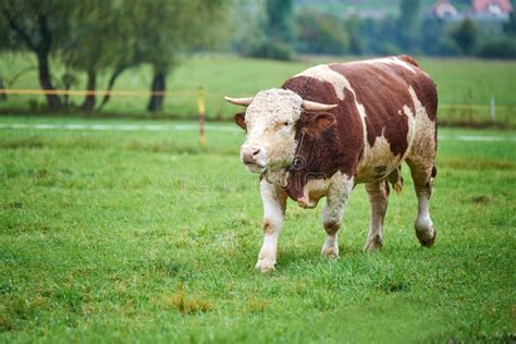 Young Bull On The Pasture Stock Image Image Of Dairy 79112139
