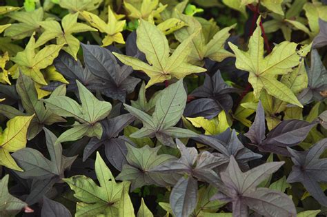 Variedad De Hojas Multicolores De Planta · Fotos De Stock Gratuitas
