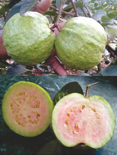 Taiwan Pink Guava Tissue Culture Plant Ambica Agro