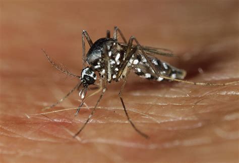 Asian Tiger Mosquito Photograph By Sinclair Stammersscience Photo