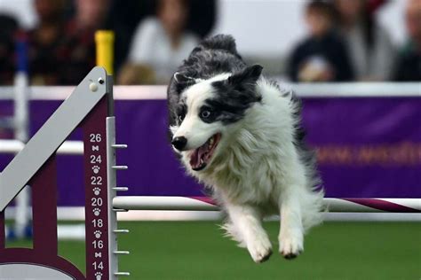 Beagle Competing In The Westminster Dog Show Agility Contest Just