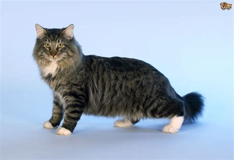 Read Indepth Norwegian Forest Cat Cat Breed Facts Including Popularity