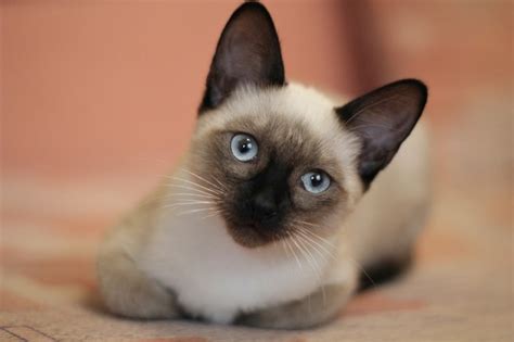 Siamese Manx Cat Characteristics Temperament And More
