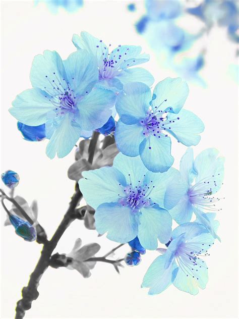 All Sizes Blue Cherry Blossoms Flickr Photo Sharing
