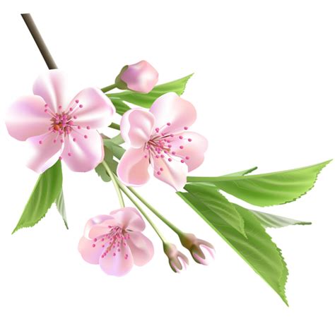 Clip Art Cherry Blossom Transparent Background Japan Cherry Blossom