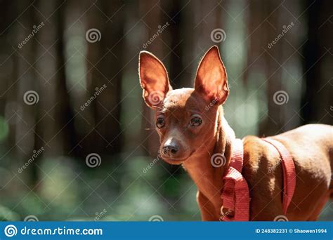 Young Miniature Pinscher Stock Image Image Of Brown 248382231