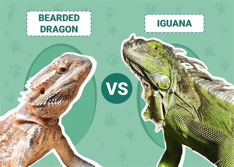 Bearded Dragon Vs Iguana Main Differences With Pictures Pet Keen