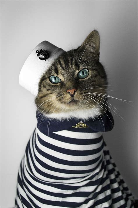 The mother will enter the trap to get to her kittens. Cat Diagnosed With Feline Leukaemia Turned Into A Fashion ...