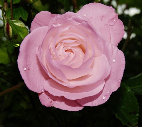 Raindrops On Roses Free Stock Photos In Format For Free Download Mb