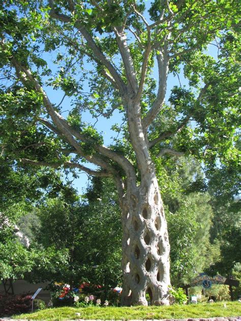 The Worlds Most Amazing Trees