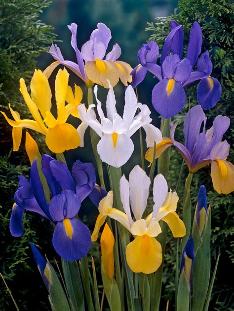 Dutch Iris Bulbs Mixed Set Of 50 Dutch Iris Daffodil Bulbs Flowers Perennials