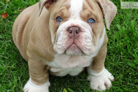 For dog insurance or cat insurance, insurance for your pet is costly.choose pet assure, the pet discount plan that more than pays for itself. Amos: English Bulldog puppy for sale near Joplin, Missouri. | 9cb275e8-7f21