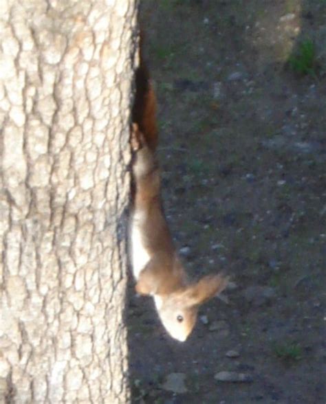 A Squirrel Climbing Up The Side Of A Tree To Get Food From It S Trunk
