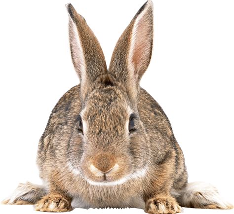 Download Cute Brown Rabbit Png Image For Free