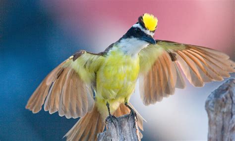 Great Kiskadee National Bird Of Suriname Interesting Facts