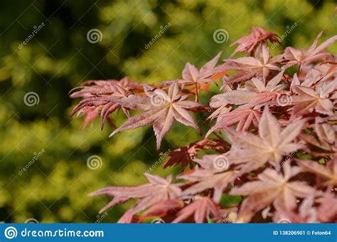 Red Japanese Maple Leaves In Spring Stock Image Image Of Springtime