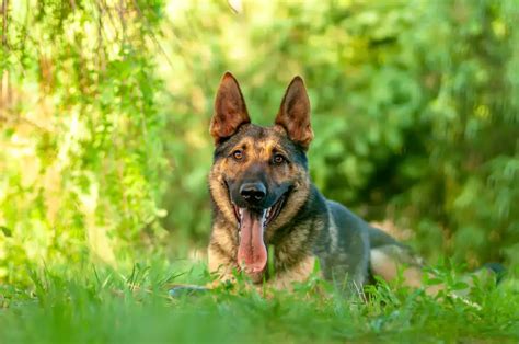 The Czech German Shepherds Breed Insights And Traits Shepherdpedia