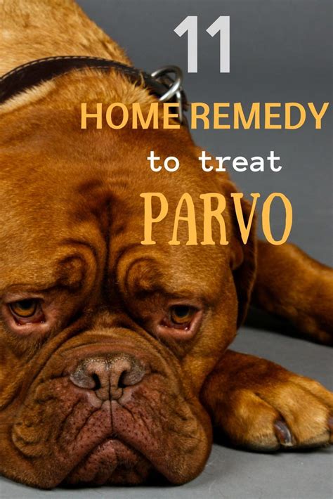 The time it takes the bleach/water solution to kill canine parvo is usually between 10 and 20 minutes. How to Treat Parvo in Dogs and Puppies: 11 Home Remedies ...