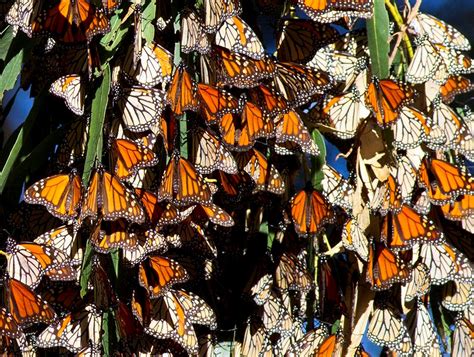Monarch Butterfly Grove At Pismo State Beach California Beaches