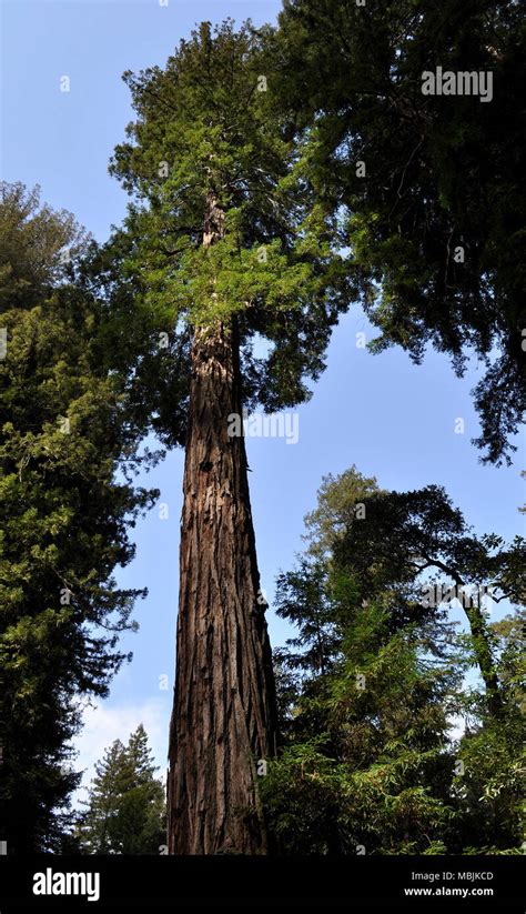 Coast Redwood Tree Sequoia Sempervirens Big Basin Redwoods Santa