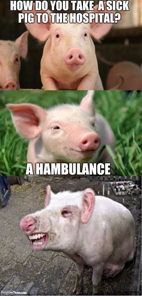 Funny Pigs Pictures Funnyfoto Funny Pig Pictures Funny Pigs Funny