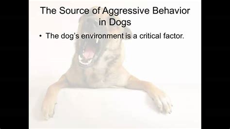 Best Ways To Bring To An End To Aggressive Behavior In Dogs Youtube