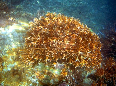Large Staghorn Coral At Great Barrier Reef Stock Image Image Of