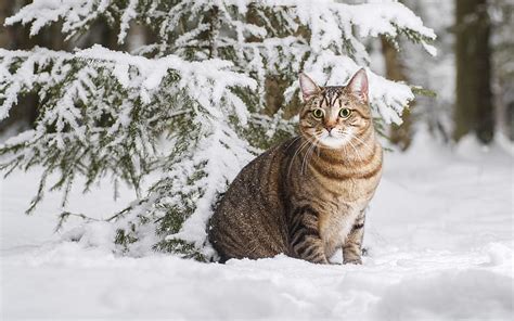 1920x1200px 1080p Free Download Winter Cat Tree Snow Cat Winter