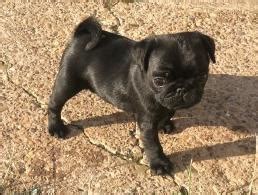 Adorable, happy, healthy puppies at pups and pets! 3 Black Girl Pug Puppies (ready Now) for free adoption for ...