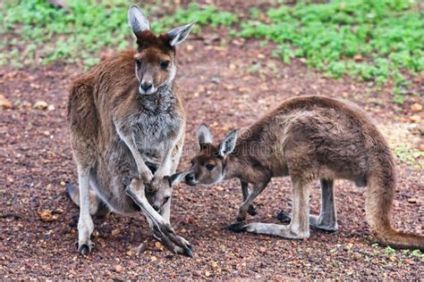 Mother Kangaroo With Two Babies Stock Image Image 17168381