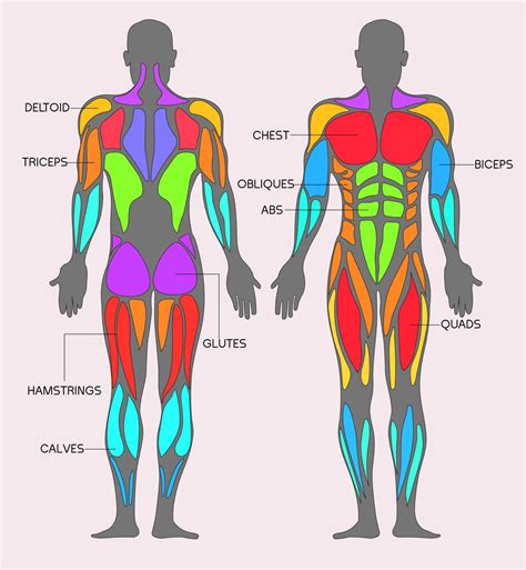 Muscles Diagram With Names Anatomy System Human Body Anatomy