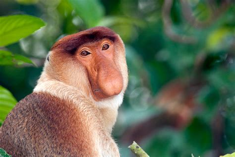 Proboscis Monkey Close Up Male Chris Hill Wildlife Photography